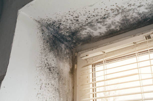 Affordable Mold Cleanup solutions in Warren, OR